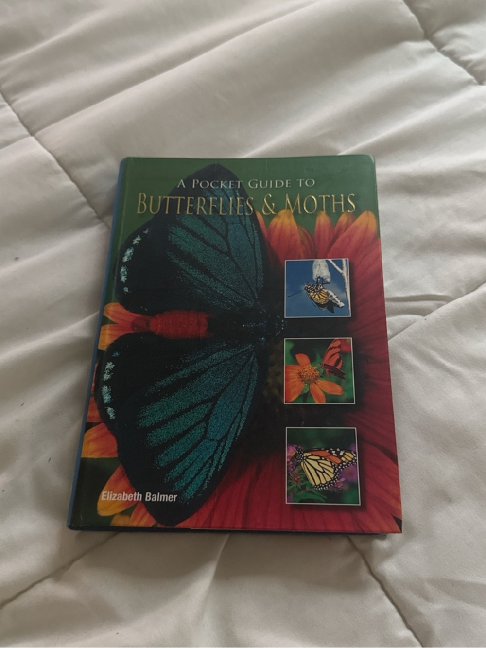 A Pocket Guide to Butterflies & Moths - Colorful Illustrated Guide